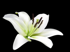 lily-flower-images-and-wallpapers-14.jpg